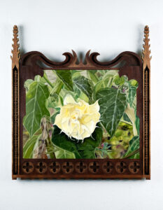 Brugmansja, olej na płótnie, drewniana rama, 66×60 cm, 2025